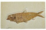 Detailed Fossil Fish (Knightia) - Wyoming #227428-1